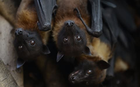 Indian bats cling onto the branches of a banyan tree - Credit: SAM PANTHAKY/ AFP