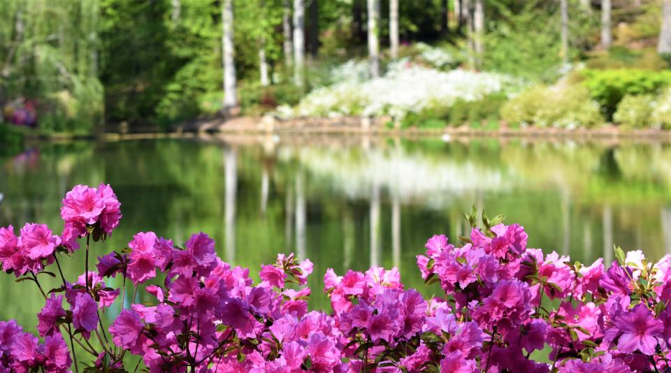 The pathway across the 250-foot wide dam is lined on both sides with Azaleas. The compacted-earth dam forms the pond at Betty Montgomery's garden in Campobello SC. April 19, 2022