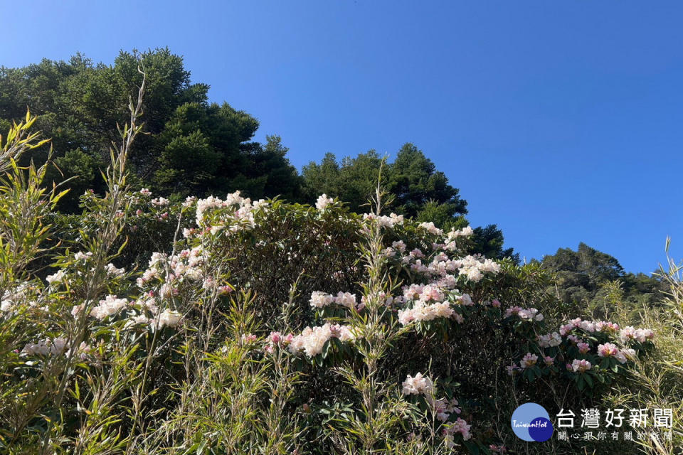 松雪樓到滑雪山莊階梯步道旁的高山杜鵑 。（圖片/南投林管處提供）