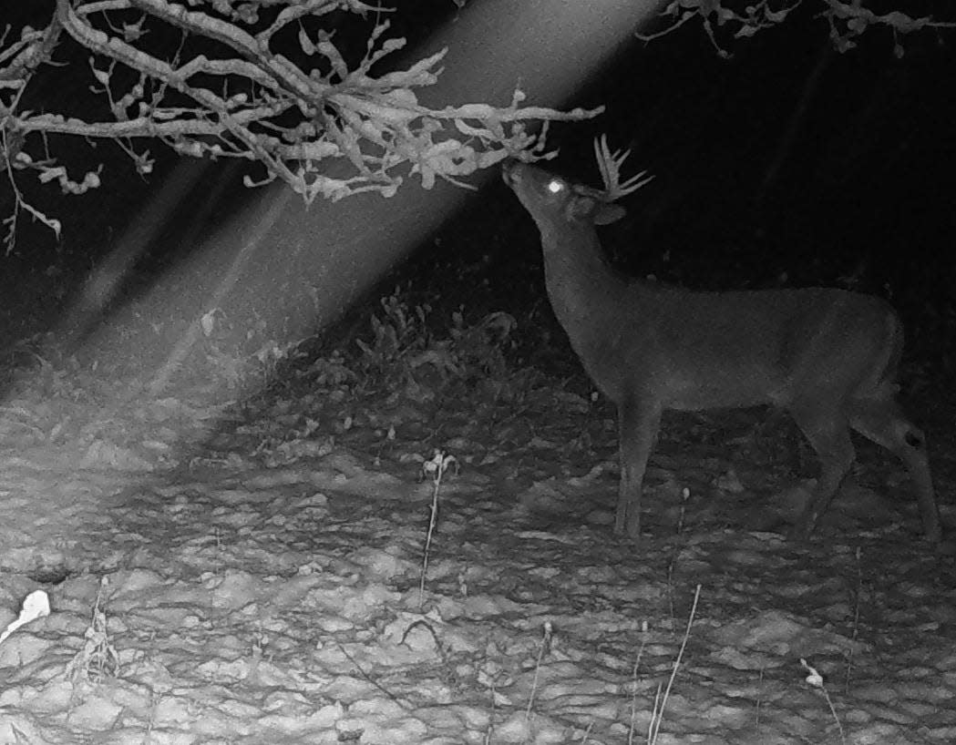 A buck in late January checks out the overhanging branch at a scrape.