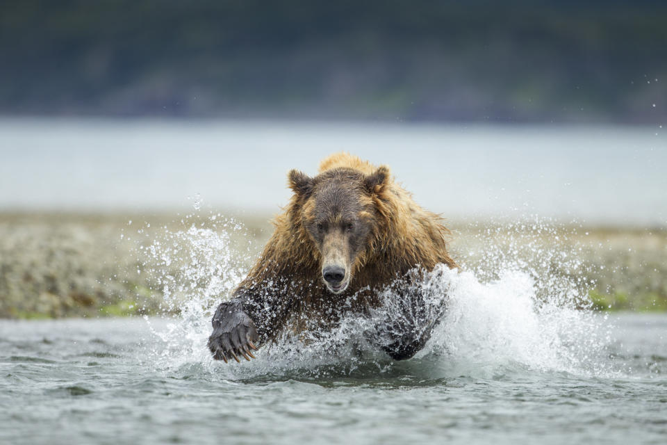 USA, Alaska, Katmai National Park, Coastal Brown Bear (Ursus arctos) leaping after salmon in spawning stream