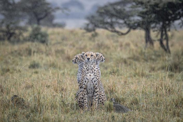 Wildlife photographer Paul Goldstein spotted a quirky moment with three cheetahs in the Masai Mara, Kenya (Paul Goldstein/SWNS)