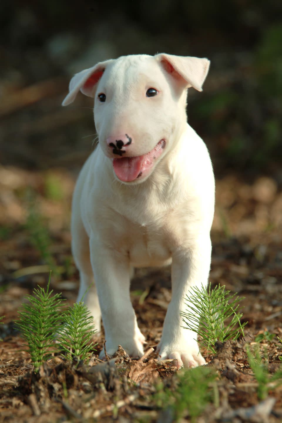 <p>Bull Terriers are hounds that require a little more love and care than most breeds for their loyalty, but it's worth it. If your family is up for giving them <a rel="nofollow noopener" href="https://www.womansday.com/life/pet-care/a7465/what-your-vet-wants-you-to-know/" target="_blank" data-ylk="slk:daily exercise;elm:context_link;itc:0;sec:content-canvas" class="link ">daily exercise</a>, interaction with other dogs, and quality bonding time, then you won't have a better, more devoted pup. </p>