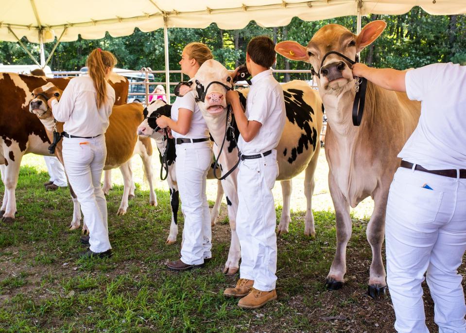 Cows are judged during the 137th Bolton Fair Saturday, Aug. 10, 2019.