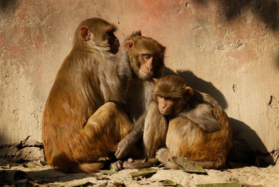 Monkeys enjoy early morning sun after a cold night outside the Taj Mahal in Agra, India, Wednesday, Dec. 22, 2010.  (ASSOCIATED PRESS)