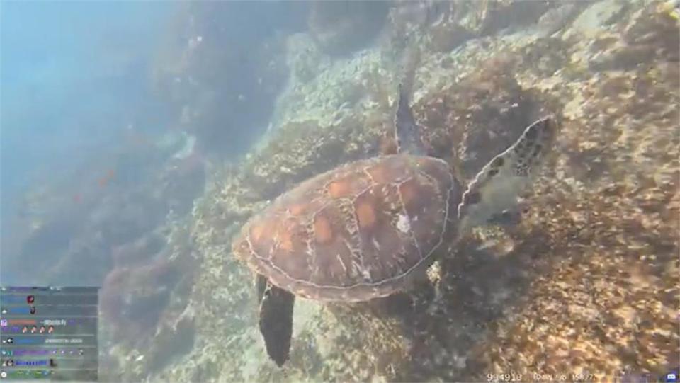 企鵝妹嗨玩小琉球爽嗑海鮮大餐　網見「驚人價格」嚇傻：國旅有救了！