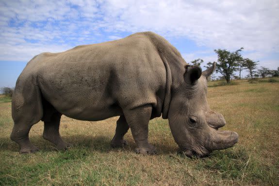 Sudan at the Ol Pejeta Conservacy in central Kenya.