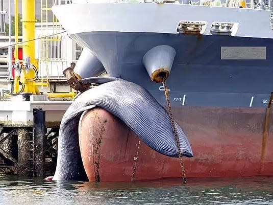 fin whale sprawled over hull of boat Japan