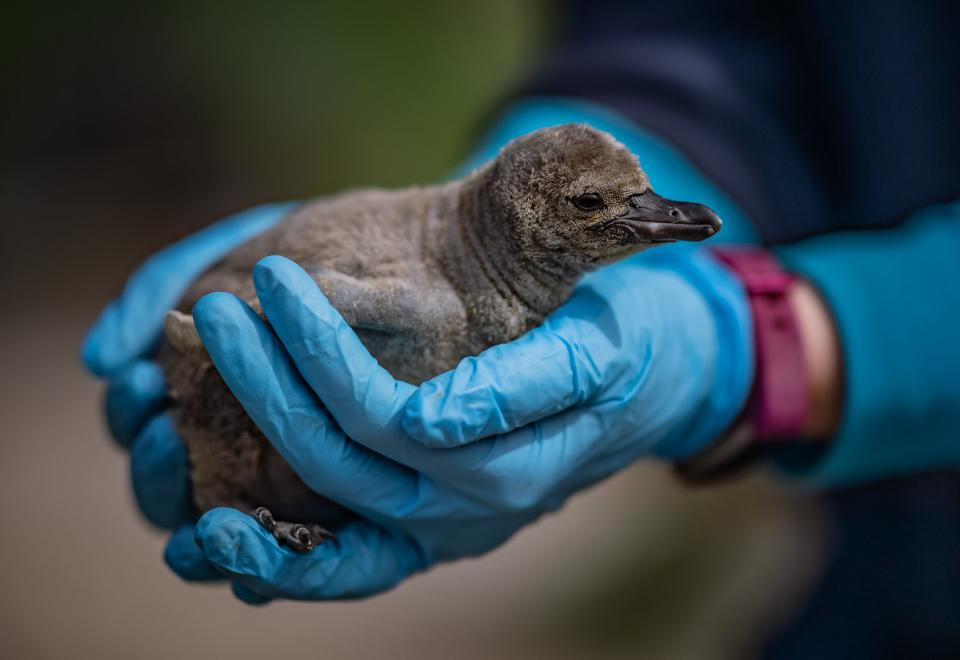 The chicks arrived between 26 March and 14 April (Picture: Chester Zoo)