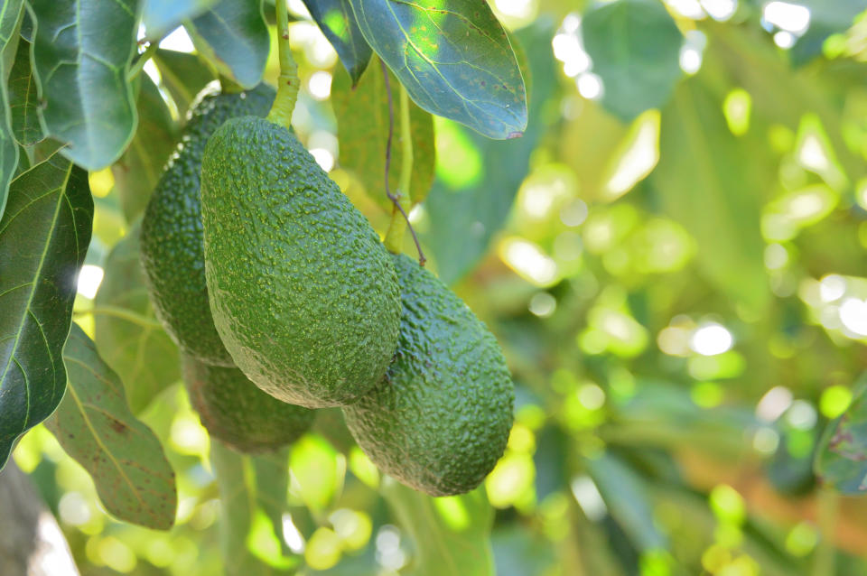 Latinoamérica tiene potencial para adueñarse del creciente mercado de los aceites de aguacate, muy de moda en Europa y EEUU