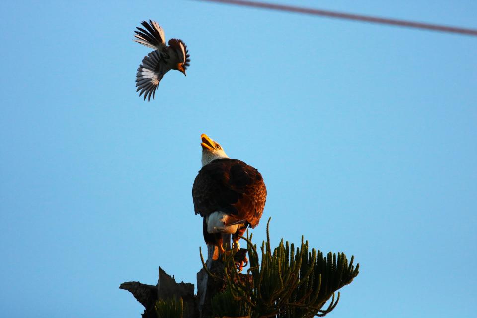This bald eagle in Cape Coral, was fending off a mockingbird parent, after the eagle flew too close to its nest. Taken with a Canon Rebel T6i at f/5.6 & 1/20000sec.