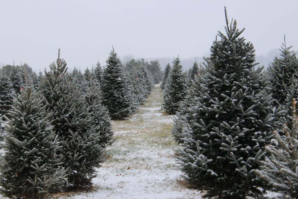 Wojcik's Christmas Tree Farm in Pittsfield, on the outskirts of Pulaski, offers cut-your-own and precut trees.