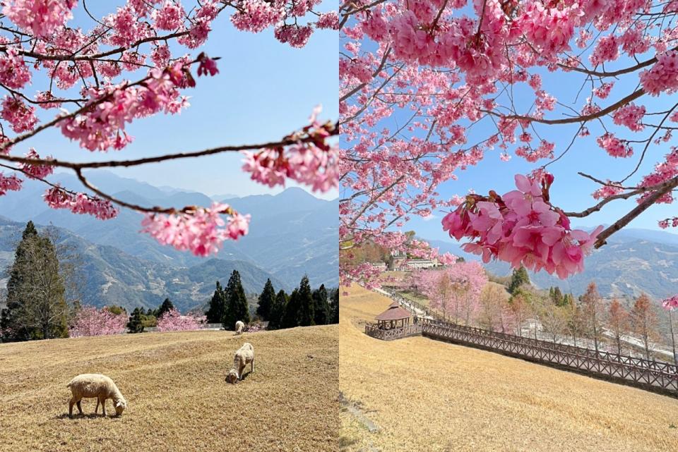 南投清境｜青青草原