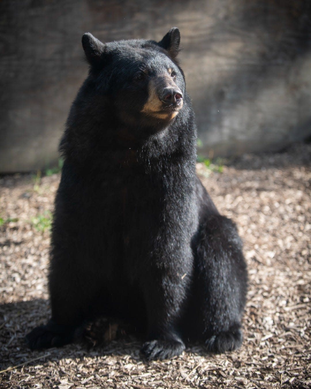 The Columbus Zoo and Aquarium had to euthanize Joan, a black bear, after they found she was unable to use her back legs, according to a statement Friday on its Facebook page.