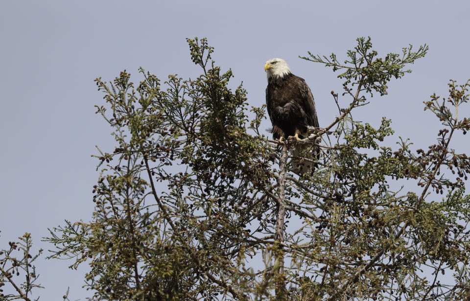 An bald eagle is perched is atop a redwood tree Wednesday, April 5, 2017, in Milpitas, Calif. A pair has nested on a tree top at an elementary school in Milpitas. Long endangered bald eagles are making a comeback in the San Francisco Bay Area. The local and national eagle boom is the pay-off for decades of environmental investment. Fifty years ago, the bird seemed destined to become a memory until official protection and pesticide restrictions were issued. (AP Photo/Marcio Jose Sanchez)