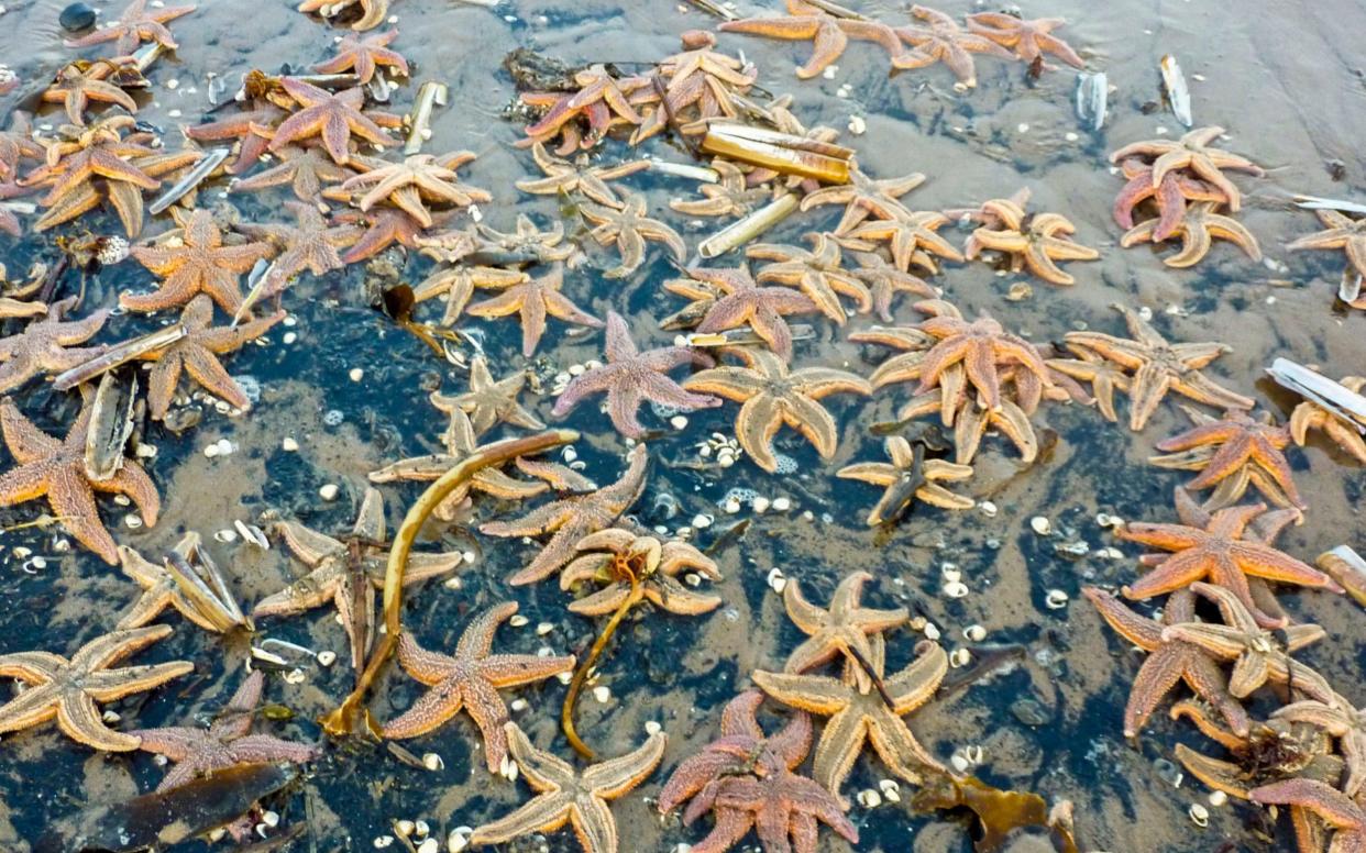 Starfish collected in the 1970s already had plastic in their stomachs - EdinburghElitemedia.co.uk