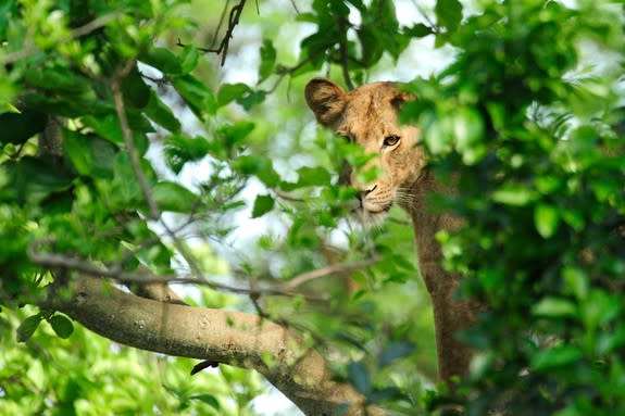 A female African lion peeks through the leaves of a tree in Queen Elizabeth National Park. Lions have been decreasing in some areas of Uganda (particularly the national park areas) by more than 30 percent over the past 10 years due to poisoning