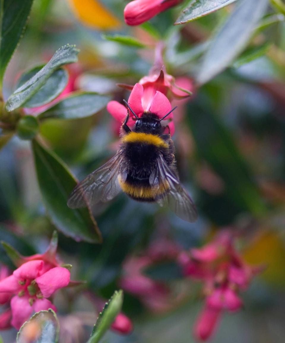 bumblebee on red flower