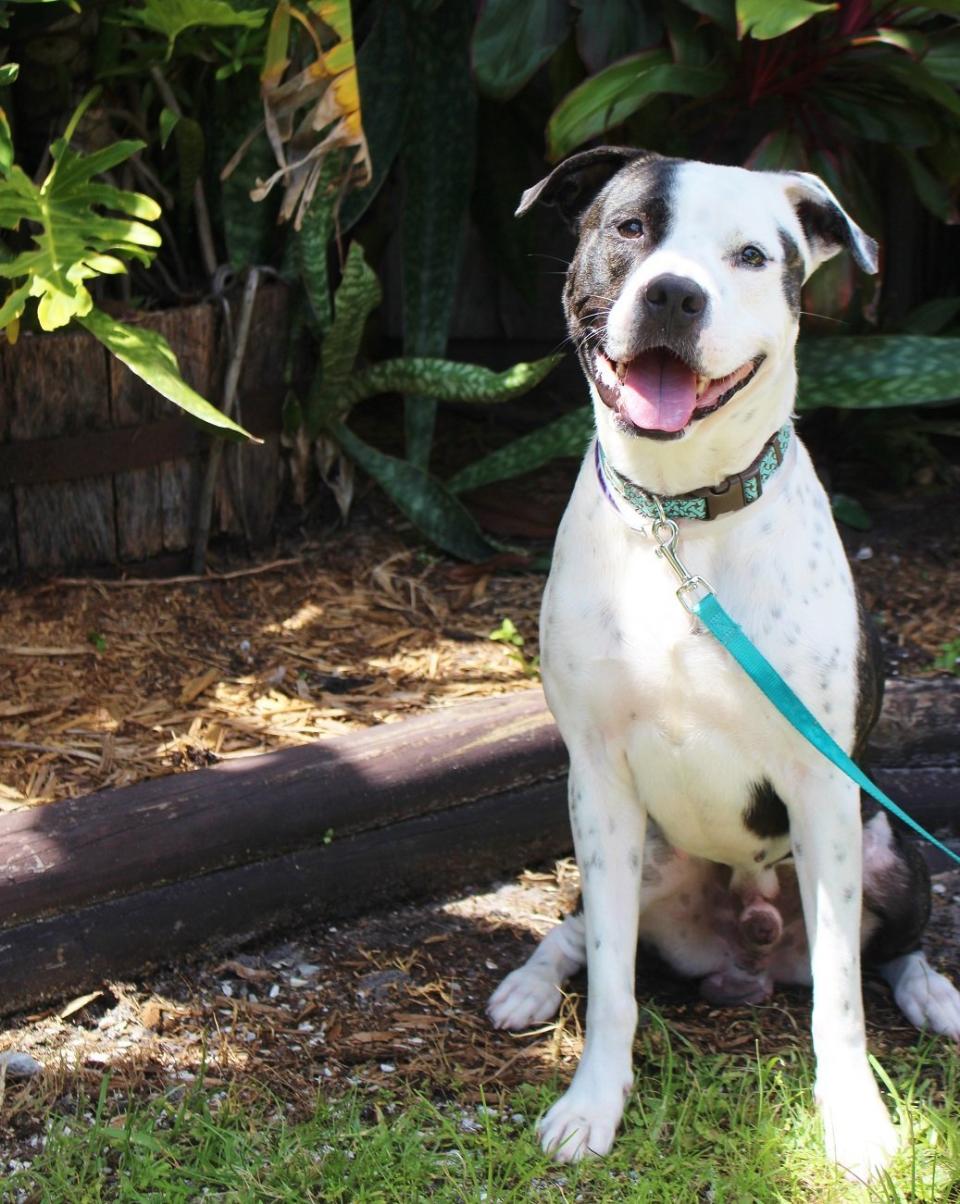 <p>Titan is an active, spunky, friendly 7-month-old looking for a family who will give him plenty of exercise.</p> <p>Titan is available for adoption through the&nbsp;<a href="https://www.facebook.com/SPCATampaBay?fref=ts">SPCA Tampa Bay</a>.</p>