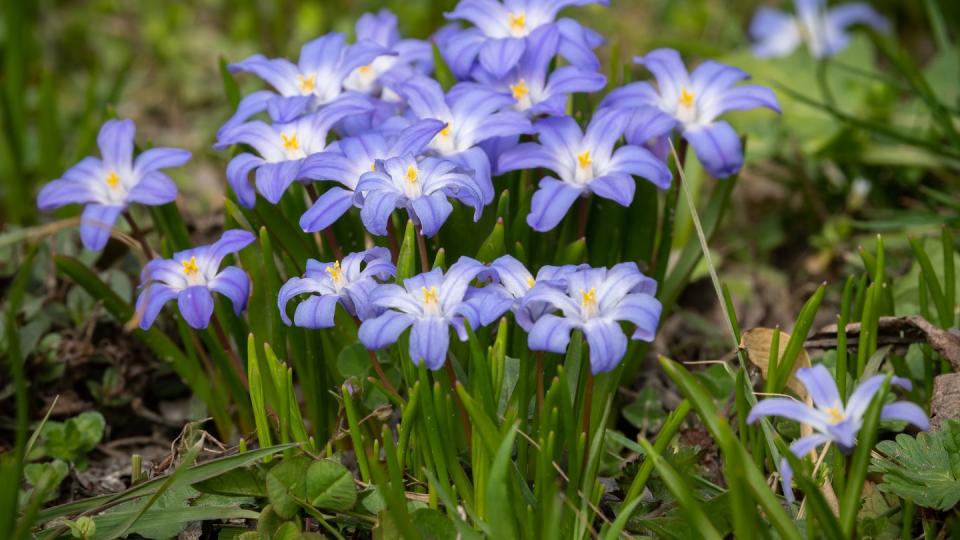 some glory of the snow flowers chionodoxa luciliae