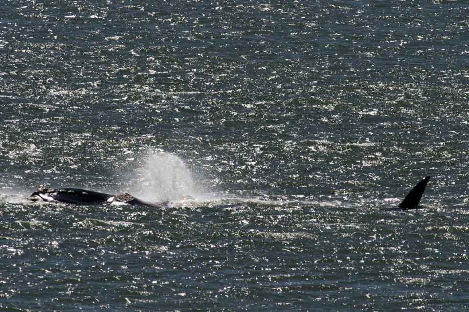 A franco-austral whale surfaces off the coast of Antoniopolis, in the Uruguayan department of Rocha, 220 km east of Montevideo, on September 22, 2012 during the migration to the south. AFP PHOTO/Pablo PORCIUNCULA 