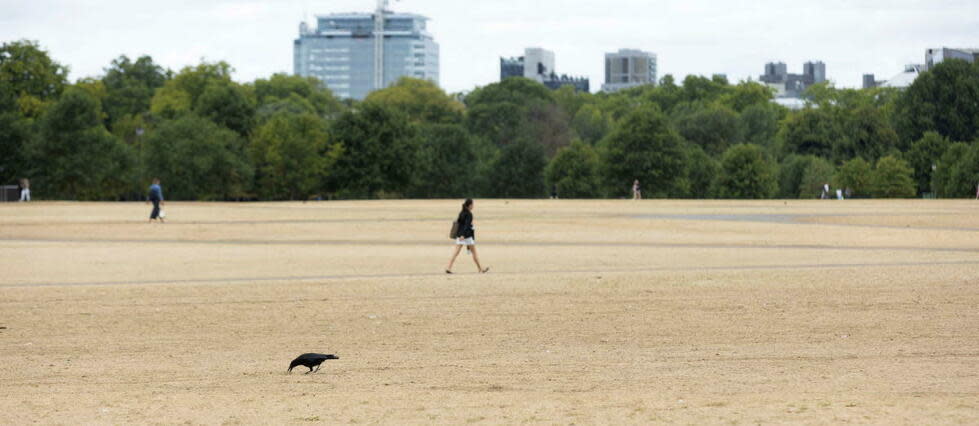 Dans un parc à Londres, le 2 août 2022.   - Credit:Rasid Necati Aslim/Anadolu Agency via AFP