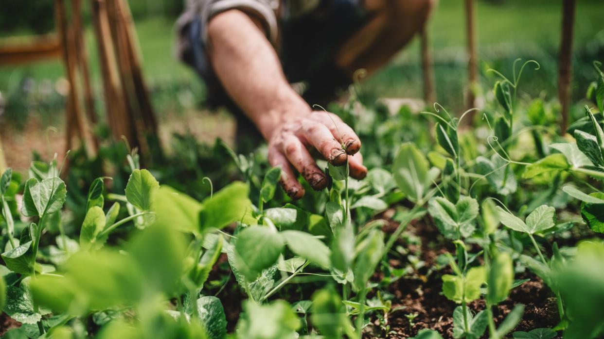 Pea shoots