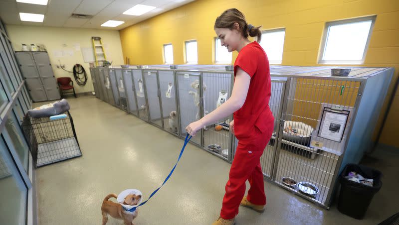 Cheyanne Demke, West Valley City Animal Shelter animal care shelter technician, takes Barbara to meet potential adopters at the West Valley City Animal Shelter in West Valley City on Wednesday, June 21, 2023.