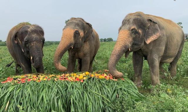 Elefantes de India disfrutan de un festín de frutas antes de su propio