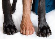 A human hand between George's enormous paws. George consumes 110 pounds of food every month. A typical meal consists of a quarter of a rotisserie chicken, rice, yogurt, and dog food all mixed up.