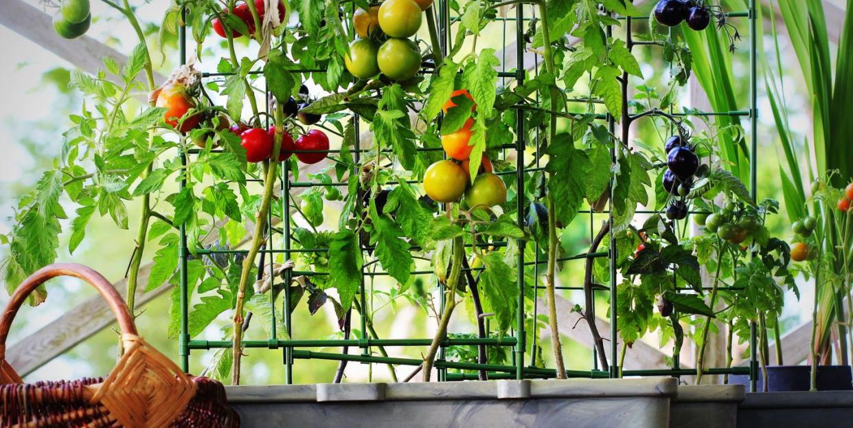 how to grow fruit and vegetables in small spaces 3 expert tips