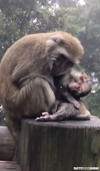 對猴媽媽來說，牠是永遠的心肝寶貝。（圖／玉管處提供）