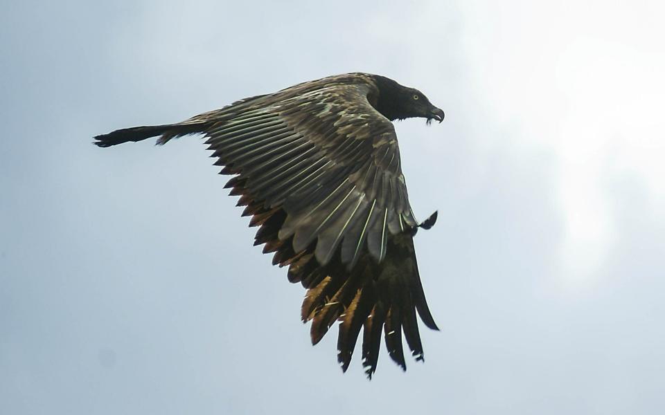 Vigo the vulture  -  Philip Todd / SWNS