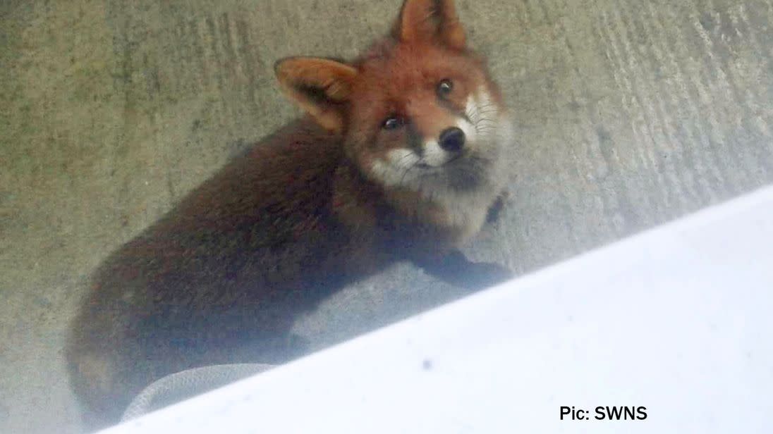 The fox sneaked into the Plymouth home where the family lives