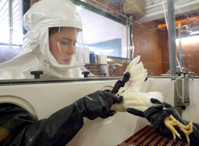 <span class="caption">A blood sample is taken from a chicken as part of a bird flu research programme.</span> <span class="attribution"><a class="link " href="http://www.epa.eu/health-photos/diseases-photos/italy-bird-flu-research-photos-00554935" rel="nofollow noopener" target="_blank" data-ylk="slk:EPA;elm:context_link;itc:0;sec:content-canvas">EPA</a>, <a class="link " href="http://creativecommons.org/licenses/by-sa/4.0/" rel="nofollow noopener" target="_blank" data-ylk="slk:CC BY-SA;elm:context_link;itc:0;sec:content-canvas">CC BY-SA</a></span>