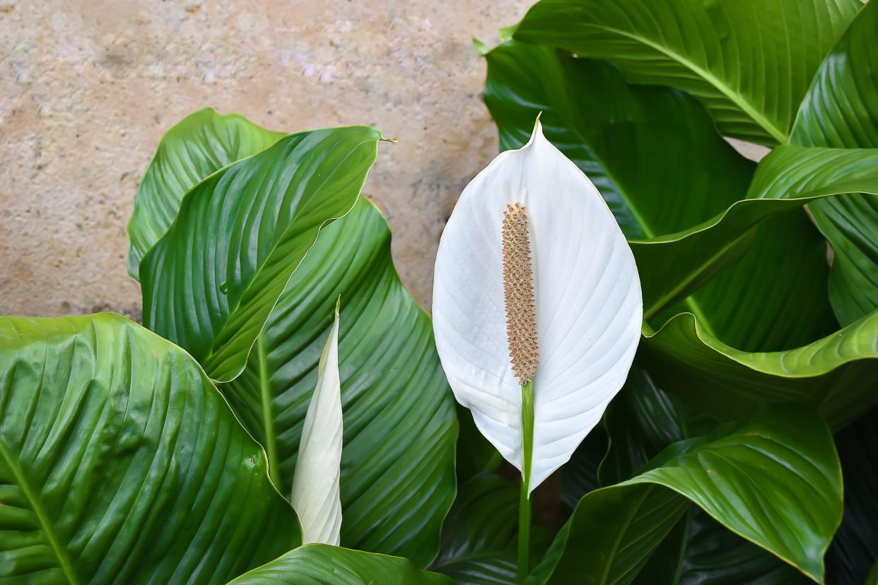 Peace lilies flower year-round indoors.