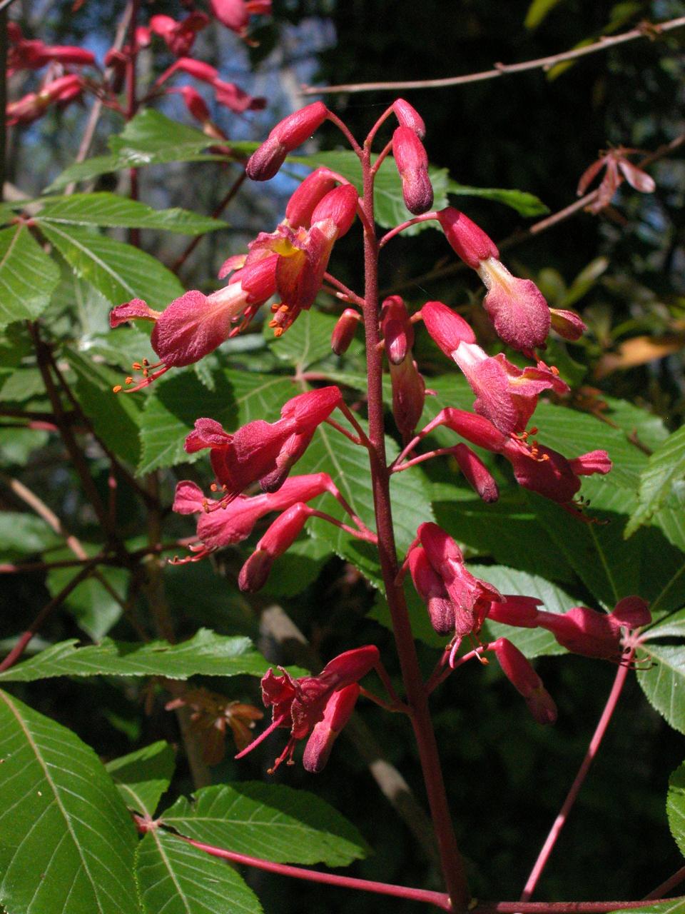 Red buckeye is an attractive woody spring-blooming Southeastern species.