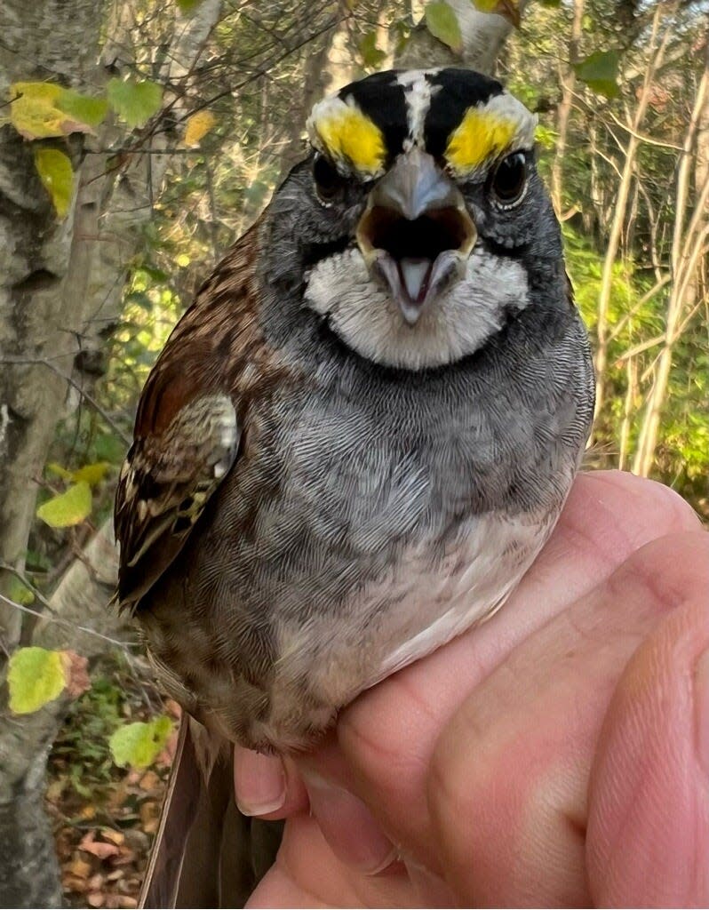 A white-throated sparrow photographed during bird banding at Parker River National Wildlife Refuge