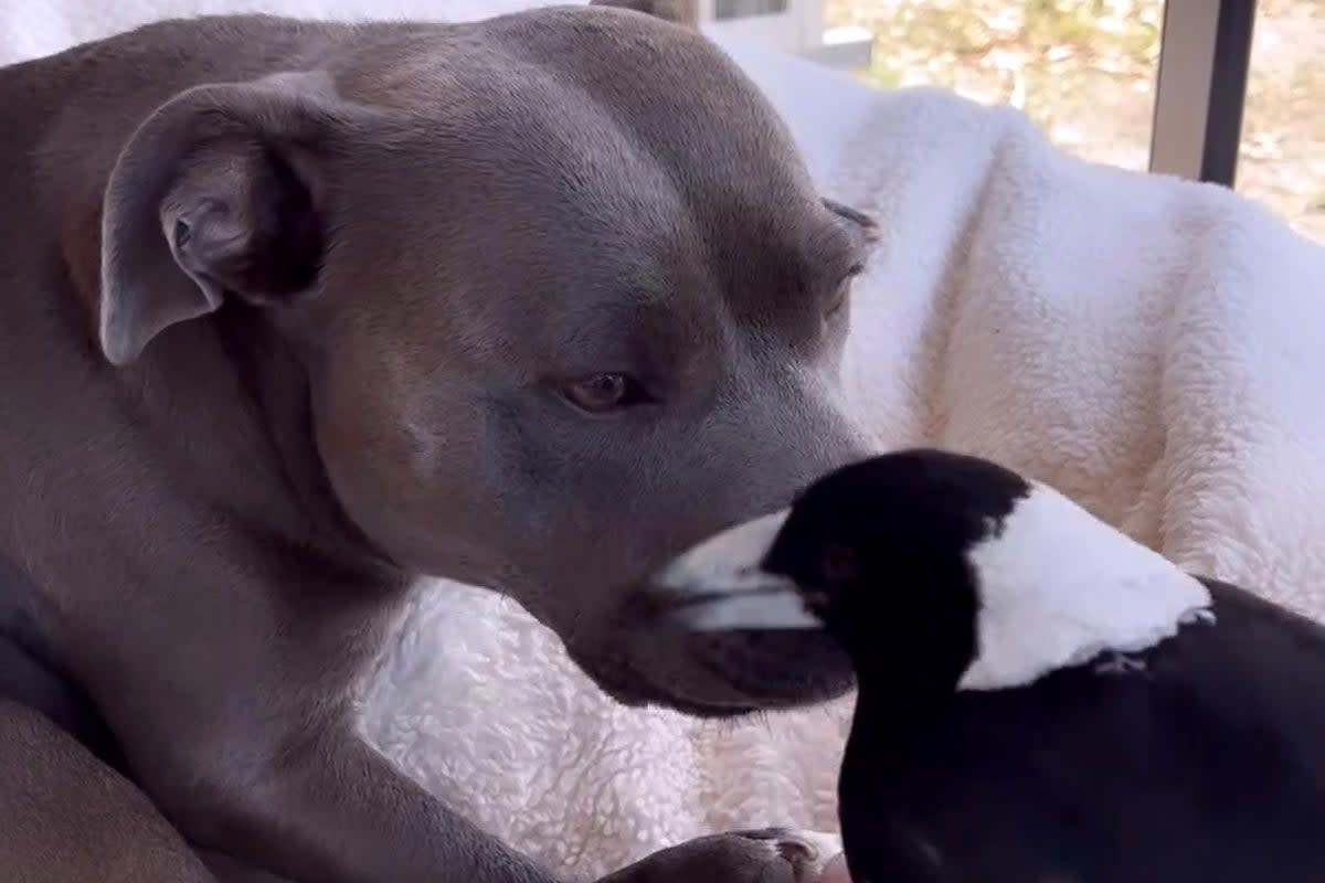 Molly the magpie and Peggy the dog became fast friends  (@peggyandmolly/Instagram)