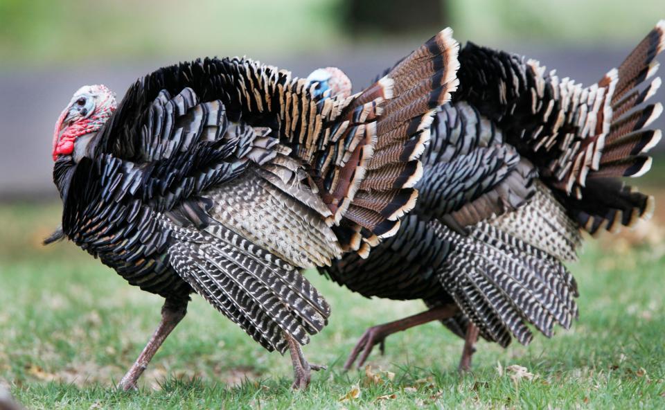 State wildlife commissioners have delayed a vote on Wildlife Department proposals for smaller bag limits and set a later start to spring turkey hunting season due to plummeting populations.