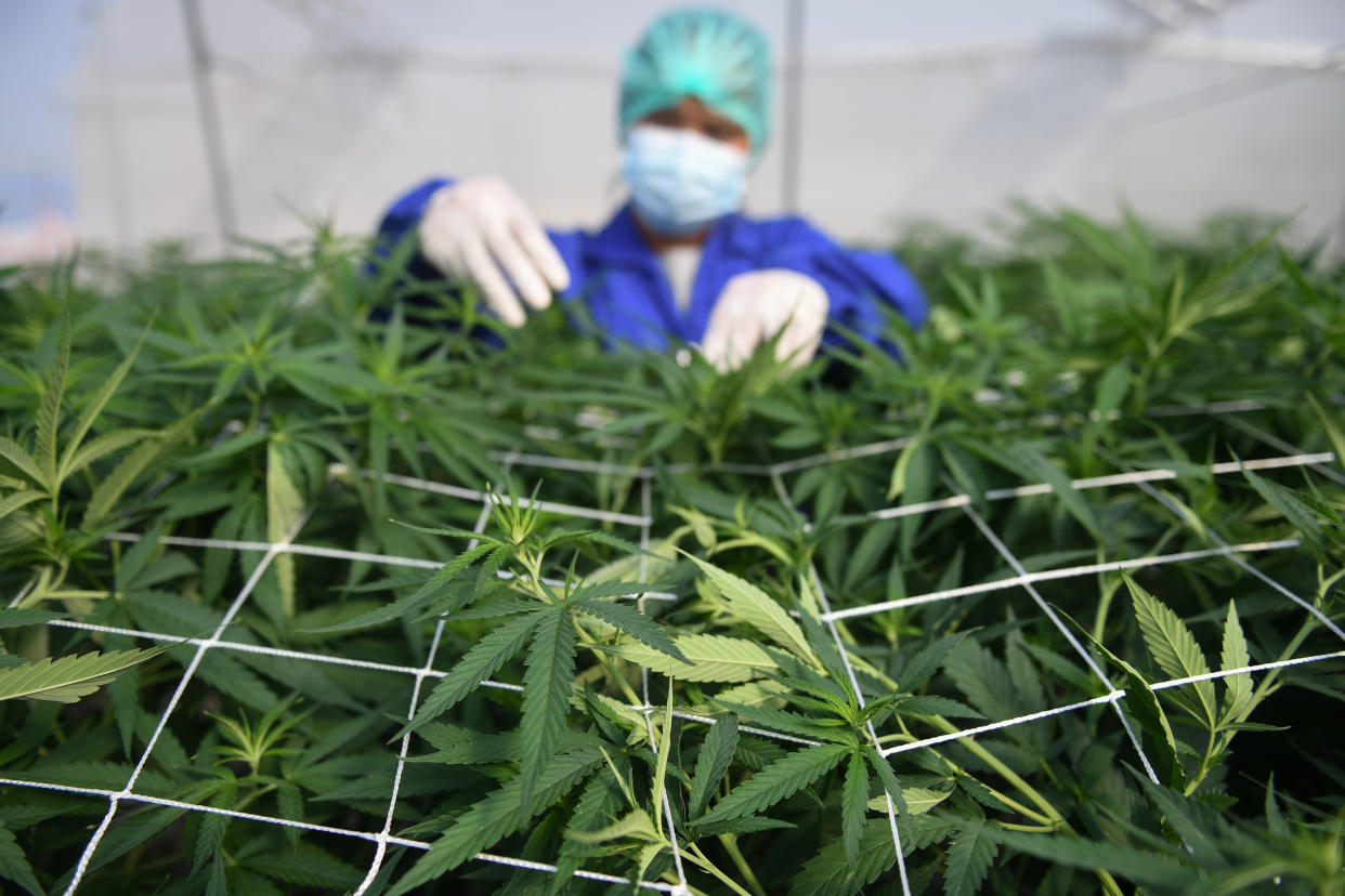 A worker inspects marijuana leaves and care for plants at the Rak Jang farm, one of the first farms that has been given permission by the Thai government to grow cannabis and sell products to medical facilities, in Nakhon Ratchasima, Thailand. (PHOTO: REUTERS/Chalinee Thirasupa)