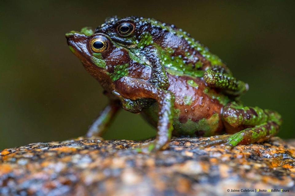 PHOTO: Morona-Santiago Stubfoot Toad (Atelopus halihelos) in Ecuador is critically endangered. (Jaime Culebras/Photo Wildlife Tours)