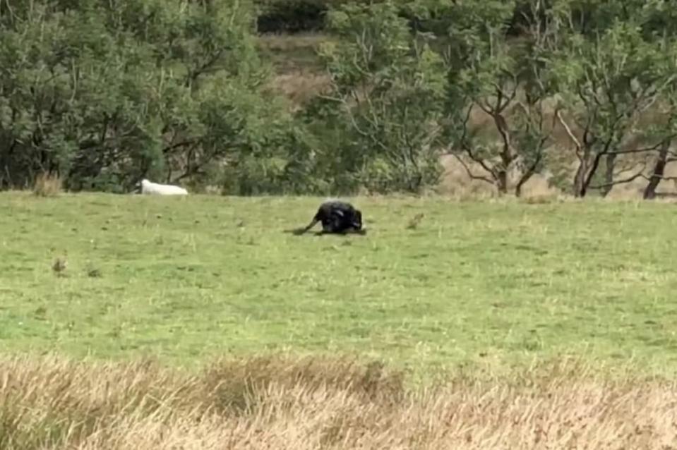 A pair of wild campers came across what they believed was a big cat during a visit to a Peak District beauty spot. (Joshua Williams / SWNS)