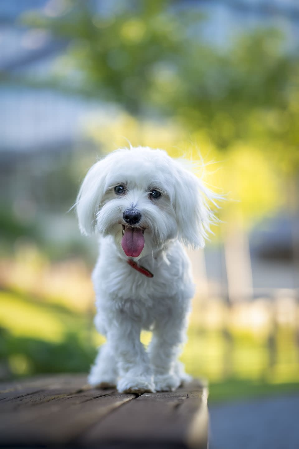 best hypoallergenic dog breeds