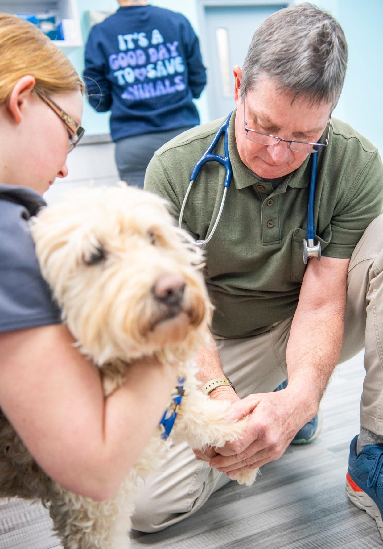 Dr. Kent Seamonson examines a patient at VetCheck as Bailey Harper holds him on their first day of business on Feb. 1, 2024.