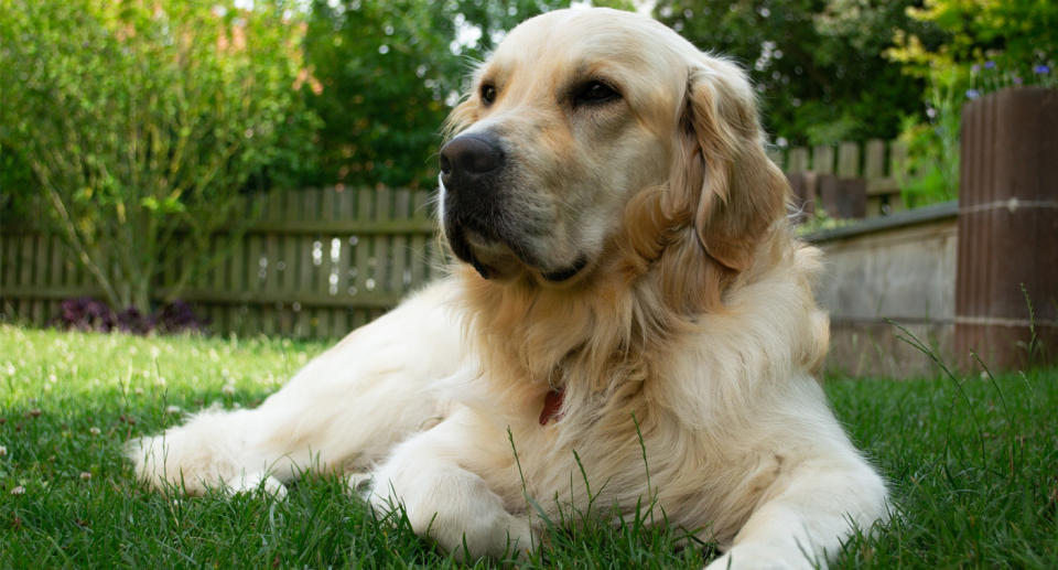 A friendly golden retriever has brightened the day of a stranger by allowing them to pat her on their walk past. Source: File/Getty Images