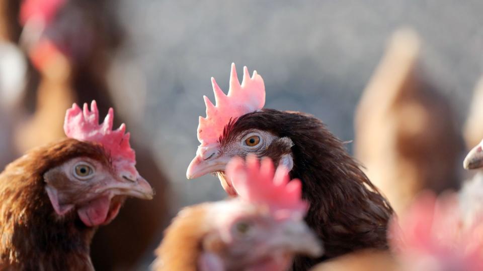 Hühner stehen in einem Geflügelhof. In Deutschland legt ein Huhn im Schnitt 301 Eier pro Jahr.