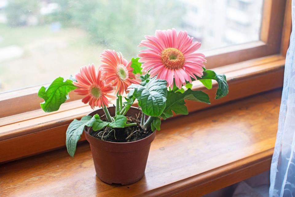 air purifying houseplants gerbera daisy