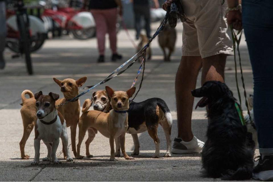 Paseadores de perros reciben capacitacion