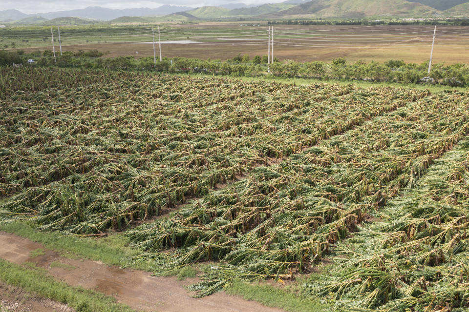 View of a damaged plantain farm after Hurricane Fiona hit the island in Guayama, Puerto Rico, Tuesday, September 20, 2022. Fiona triggered a blackout when it hit Puerto Rico’s southwest corner on Sunday. (AP Photo/Alejandro Granadillo)